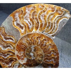 Ammonite Nr.2 - links